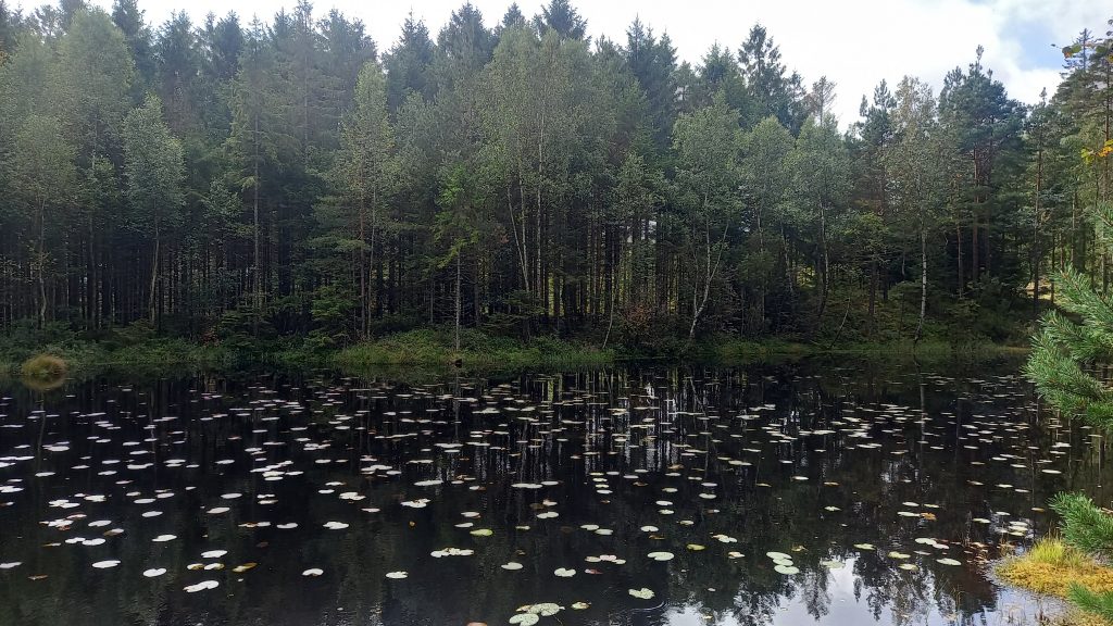 A pond in a Swedish forest