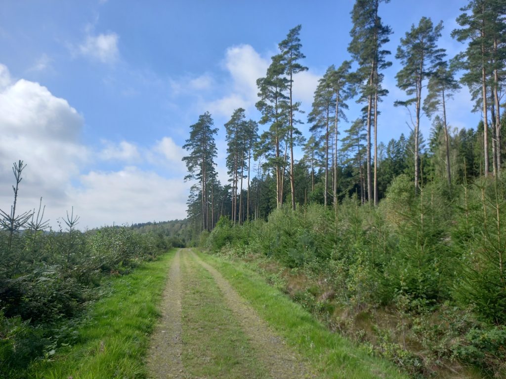 A road in a Swedish forest